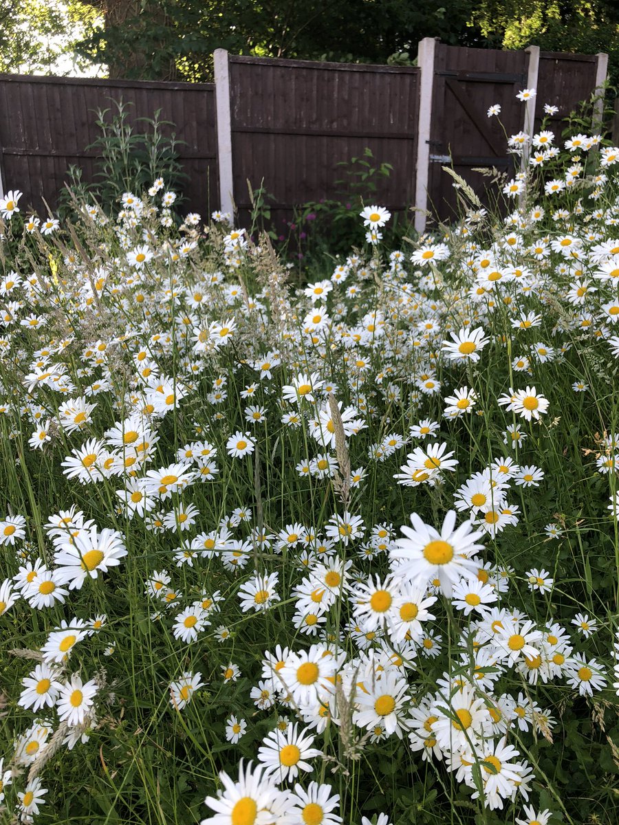 And into No Mow June…