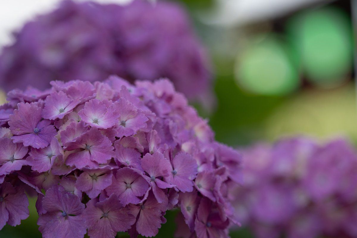 おはようございます。

#写真好きな人と繋がりたい 
#ファインダー越しの私の世界
#TLを花でいっぱいにしよう
#キリトリ世界 
#OM1