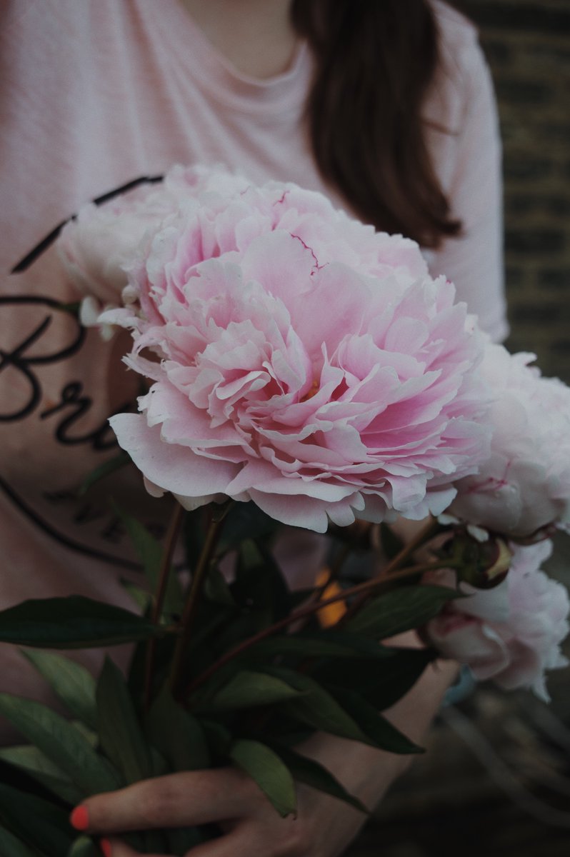 _lottelang's tweet photo. Peonies almost toppled by the rain 🌸 #peoniesaremyfavourite https://t.co/0cXLXw4smO