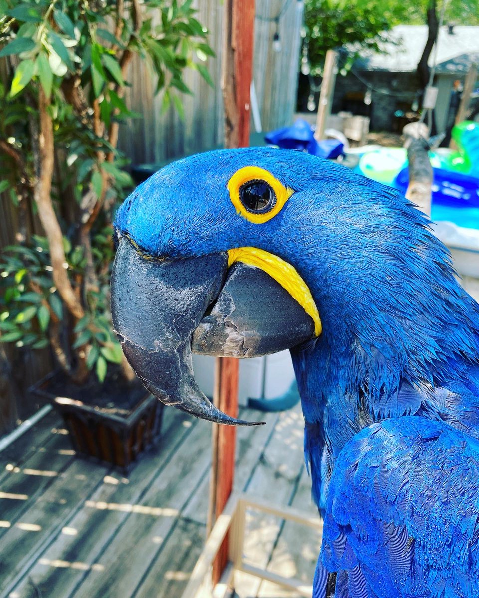tracicarroll_'s tweet image. So SPIRITUAL connecting into another creature’s eyes. The lucky 🍀 souls that have this opportunity, I myself am ever so grateful. Every moment is a new opportunity to see the universe it all its beauty. #livelifecarefully #loveyourparrot #tracicarroll #spiritual #hyacinthmacaw