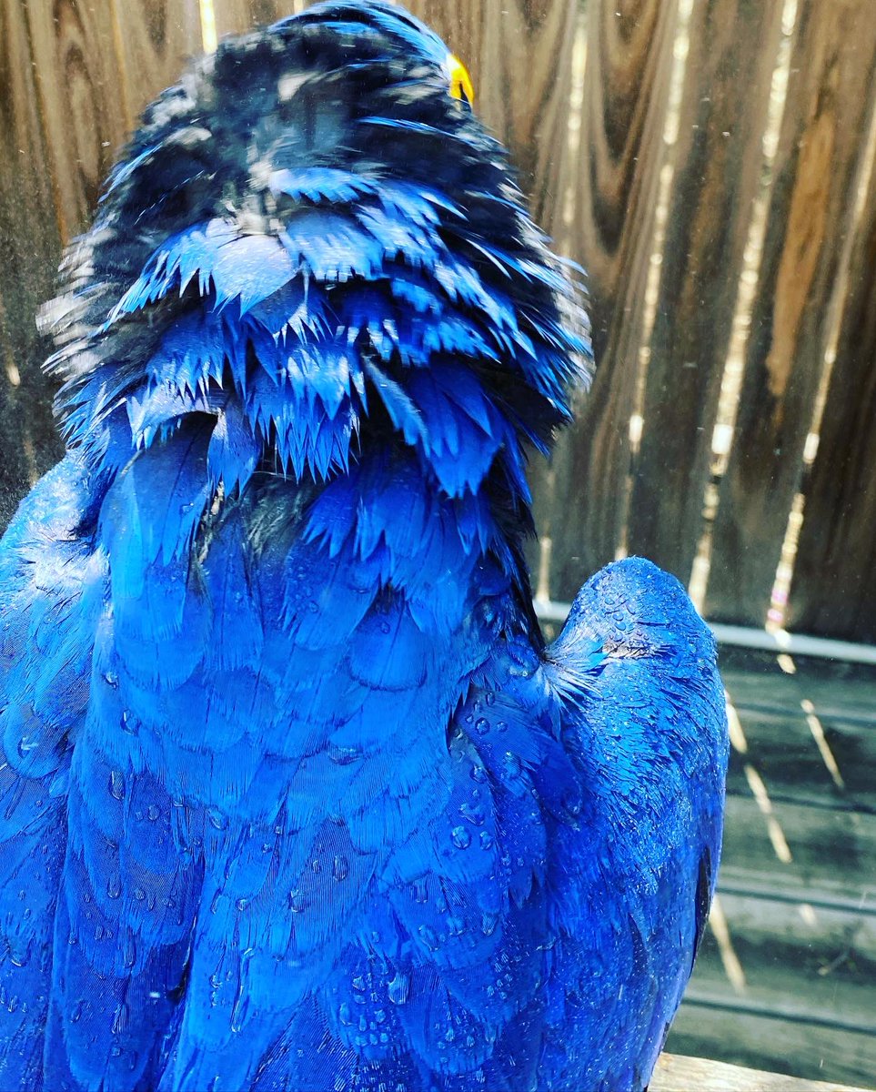 tracicarroll_'s tweet image. So SPIRITUAL connecting into another creature’s eyes. The lucky 🍀 souls that have this opportunity, I myself am ever so grateful. Every moment is a new opportunity to see the universe it all its beauty. #livelifecarefully #loveyourparrot #tracicarroll #spiritual #hyacinthmacaw