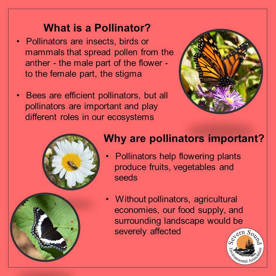 SSEA_SSRAP's tweet image. DYK some pollinators are not insects? On day 2 of #pollinatorweek2023, learn what pollinators are, and their importance.