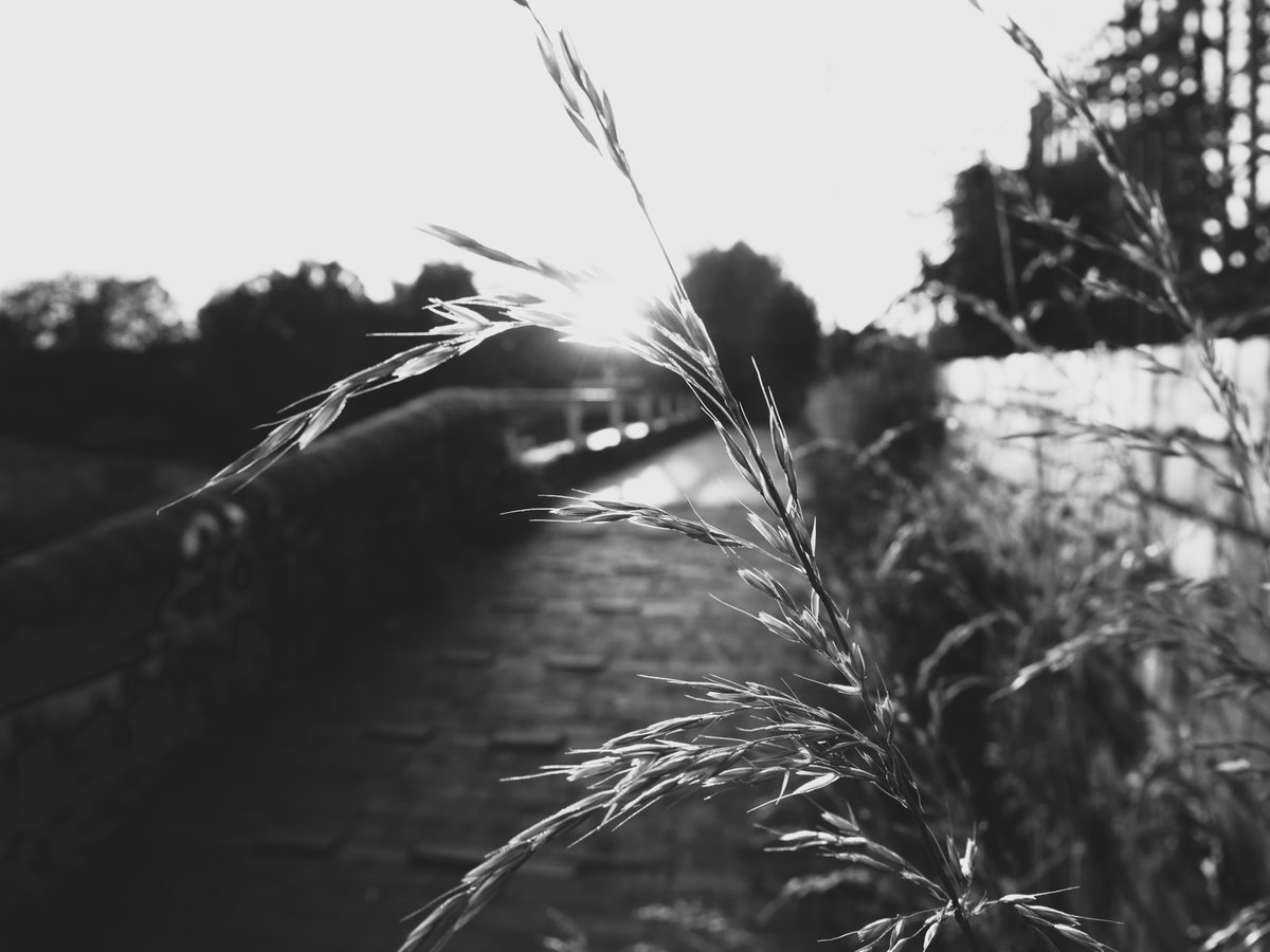 I Can Hear The Grass Grow
#Birmingham #Sohocanalloop #Monochrome #blackandwhitephotography #streetphotography #monochromephoto #streetphotography #canalwalk