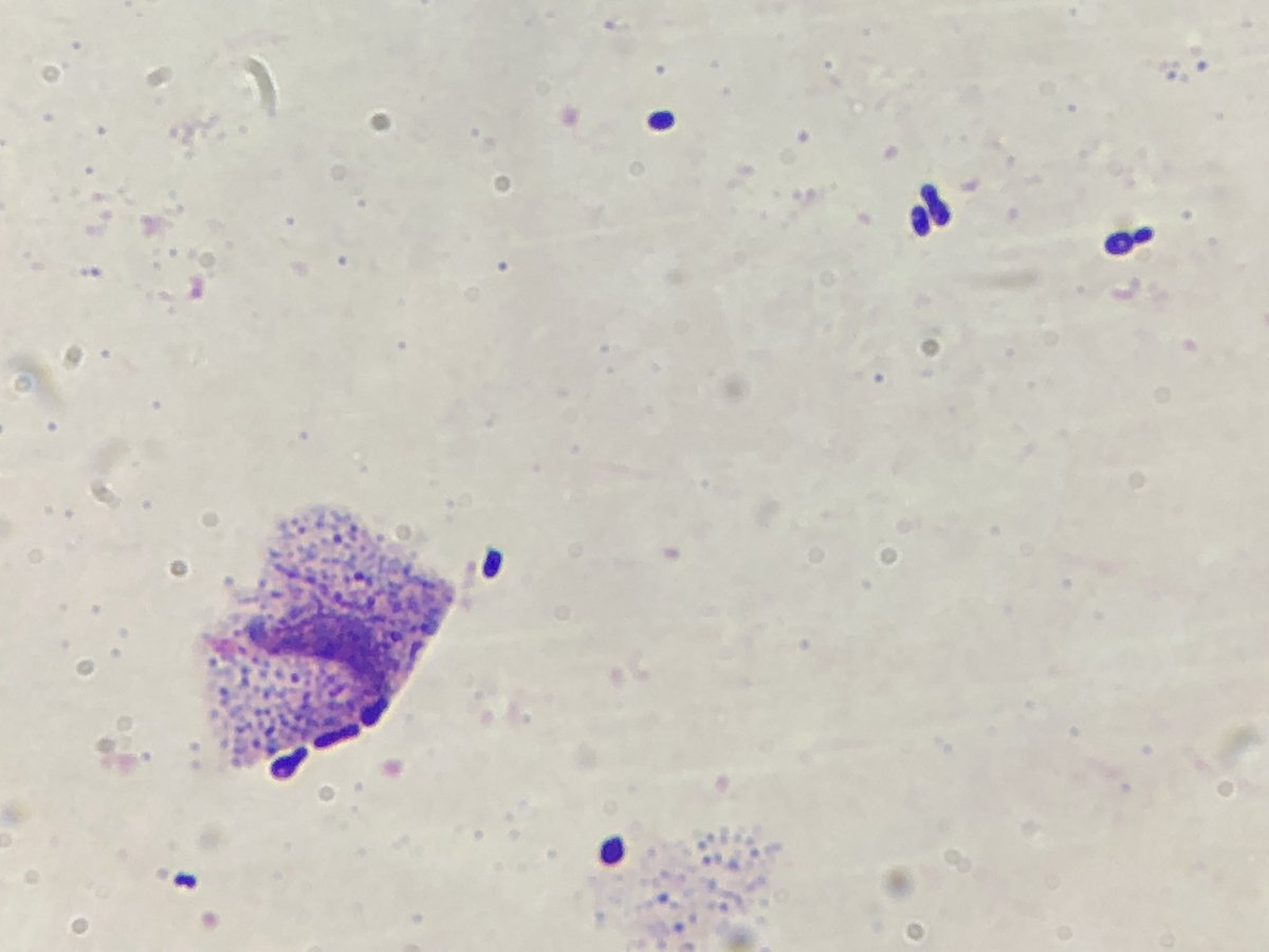 MicologiaC's tweet photo. Fungal otitis caused by Malassezia in a 3-year-old dog https://t.co/Mvg3vGkMmo