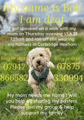 LisaClareRead2's tweet photo. Please RT #k9hour
Bob got spooked by another dog at 7.25am on Thursday 15th June 2023 in the #Corbridge #Hexham area.
He is very nervous and Deaf so Please DO NOT CHASE !!!
Report sightings to numbers below. ππThank you πππΎ
#missingdog #Northumberland #FindBob #NorthEast https://t.co/seh05Dae8c