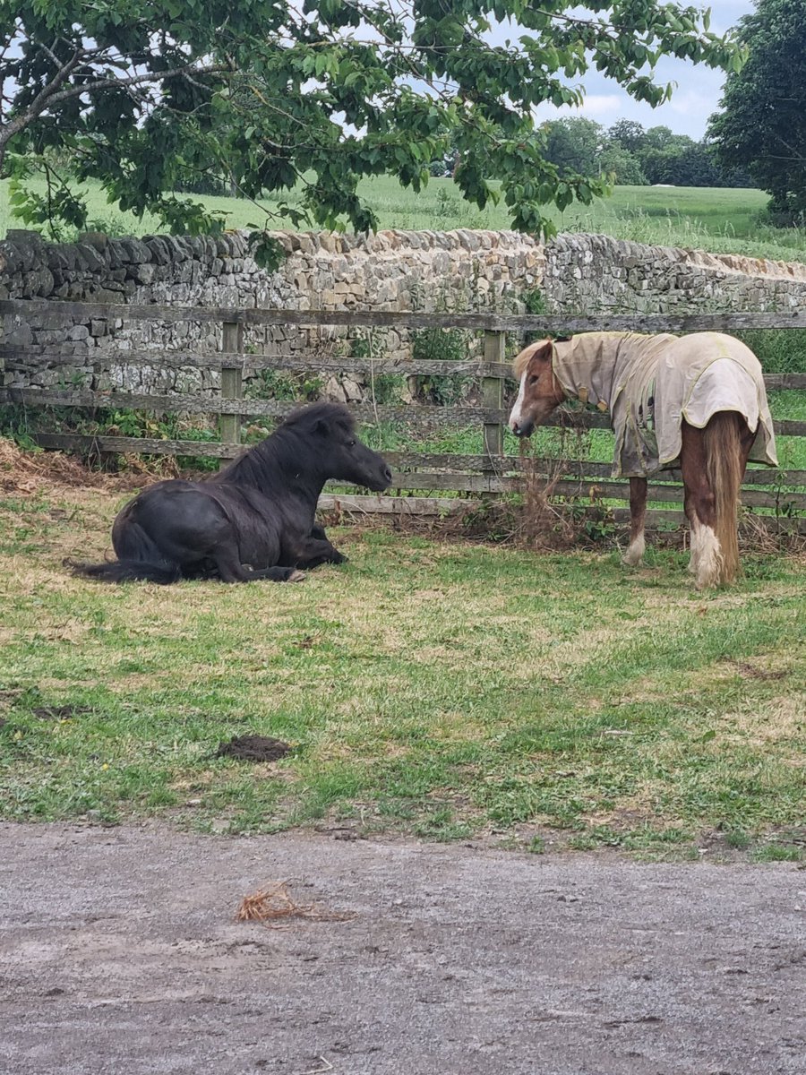 EmmaMakemson's tweet photo. Living the dream in our new home. The boys spend their days in the garden and loving my childhood pony and her little friend living in the paddock. 😍 https://t.co/vElcz0btAD