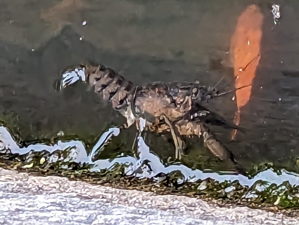 Kann mir jemand von euch sagen um was für einen Krebs es sich hierbei handelt? Vorhin am Landwehrkanal gesehen. Hier gibt's noch ein Video davon.  youtube.com/shorts/ErDQOxq…

Die sitzen gerade reihenweise (wegen Sauerstoffmangel?) am Kanalrand.