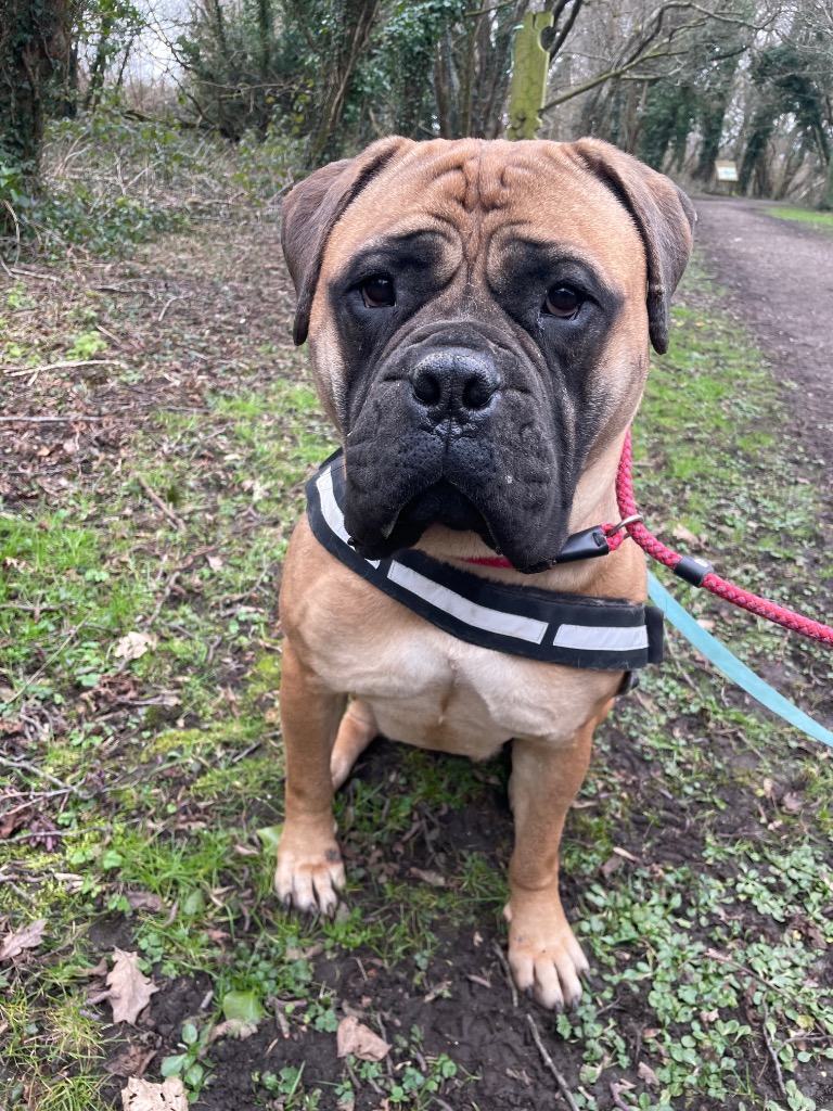 Please retweet to help Wendy find a home #SWANSEA #WALES #UK 

Gentle Giant Mastiff aged 1. She can live with children aged 12+ and possibly with another relaxed dog. 
She loves attention and is good on the lead 

DETAILS or APPLY 👇
rspca-llysnini.org.uk/dogs/wendy/ 

#AdoptDontShop