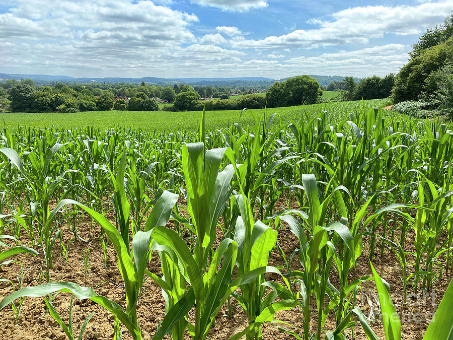 #newprofilebanner #Corn in the field in #Binscombe #Surrey (21-23 June 2023) #lifeisbeautiful #summeroflove #summerparadise #summerloving😎🧴🏖️⛴️⛵️🏄🏄‍♂️🏄‍♀️🌊🌄🌅🧢🧥🏵️💮💐🌼🌷🌹🥰🌞