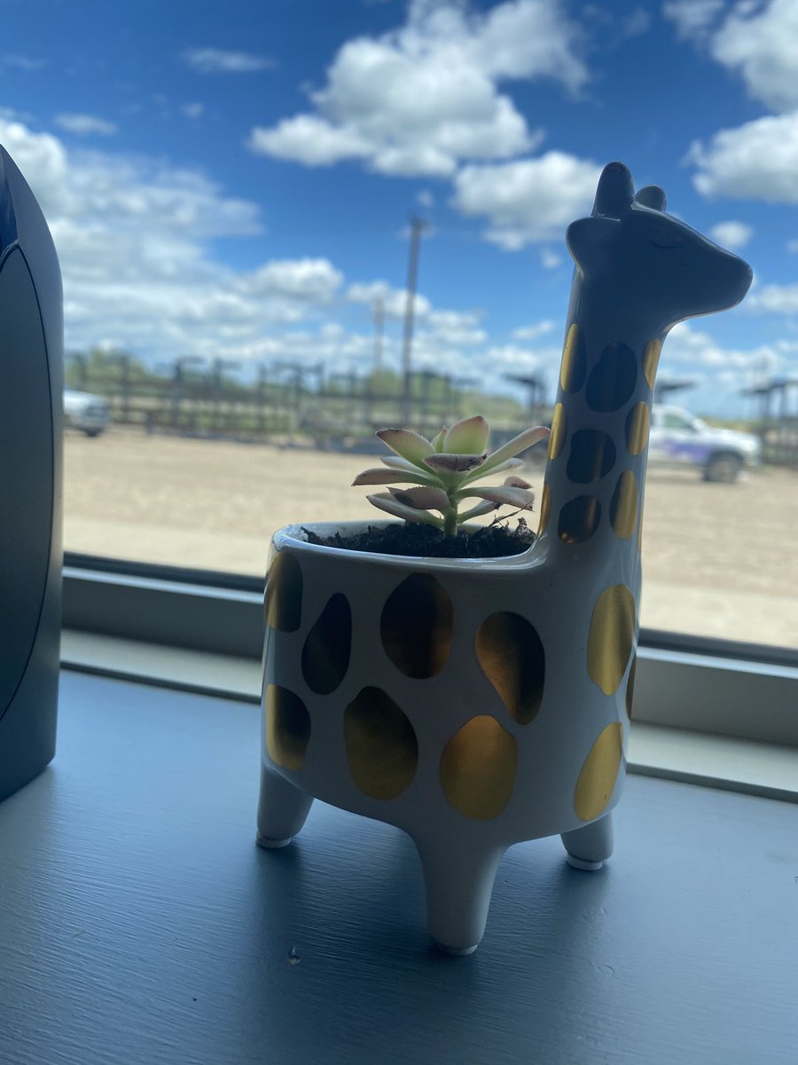 look at my baby succulent in her giraffe pot