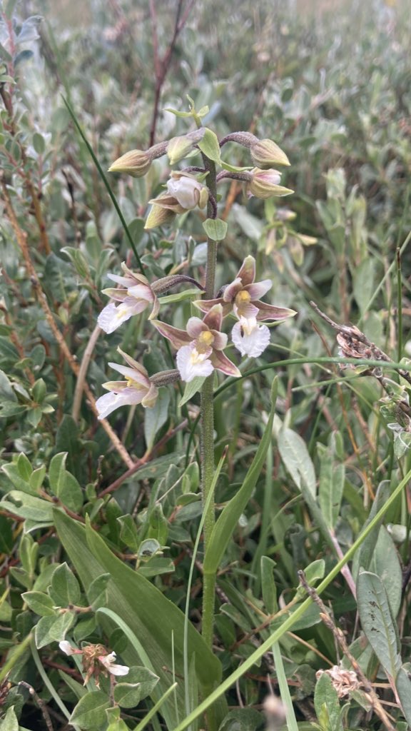 emi_jane1's tweet photo. Sandscale Haws never ceases to amaze me ☀️ 

Dark green fritillaries, Marsh helleborine, Small skipper and Six spot burnet moths https://t.co/IkoSu6aDQQ