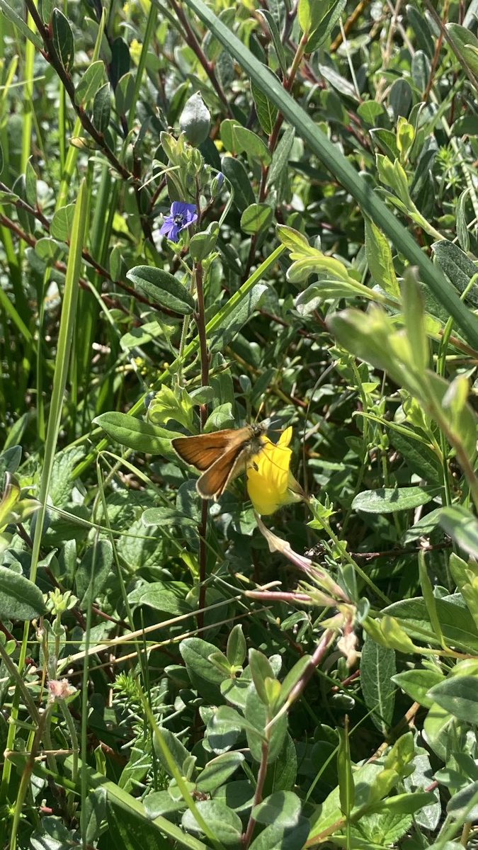emi_jane1's tweet photo. Sandscale Haws never ceases to amaze me ☀️ 

Dark green fritillaries, Marsh helleborine, Small skipper and Six spot burnet moths https://t.co/IkoSu6aDQQ