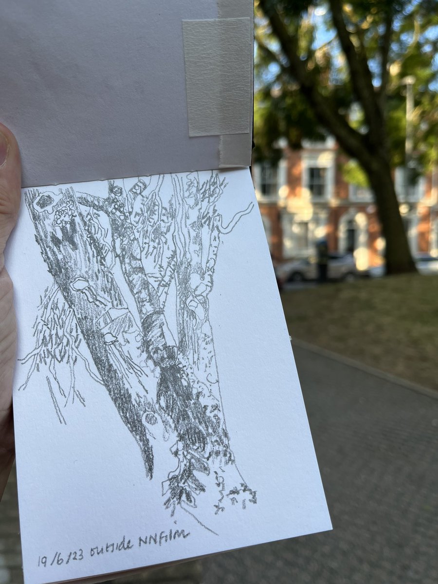 #drawing 3971 tree outside NN Filmhouse #thedailysketch #adrawingaday #urbantrees