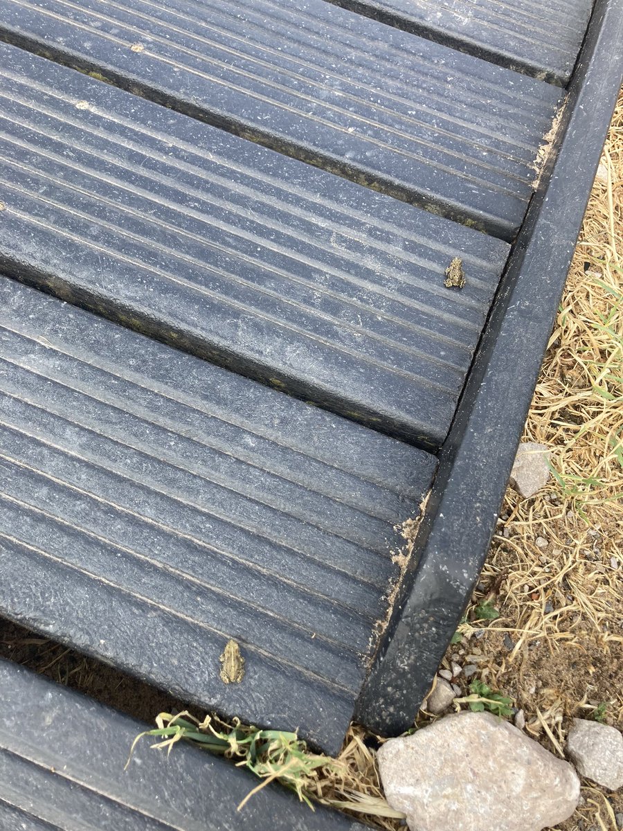 emi_jane1's tweet photo. Hundreds of tiny #Natterjack Toadlets were on the move today, making a perilous journey across the boardwalk at @ntsandscalehaws. Very rewarding to see so many! https://t.co/qqgzOAb2l6