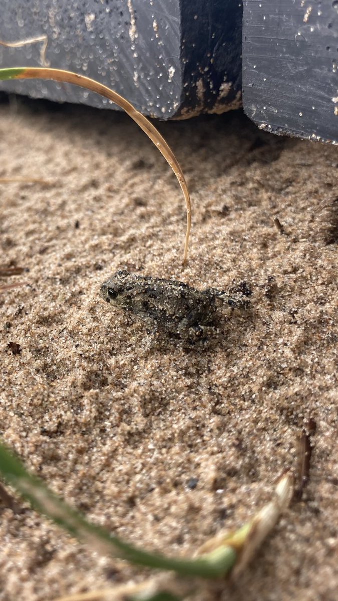 emi_jane1's tweet photo. Hundreds of tiny #Natterjack Toadlets were on the move today, making a perilous journey across the boardwalk at @ntsandscalehaws. Very rewarding to see so many! https://t.co/qqgzOAb2l6