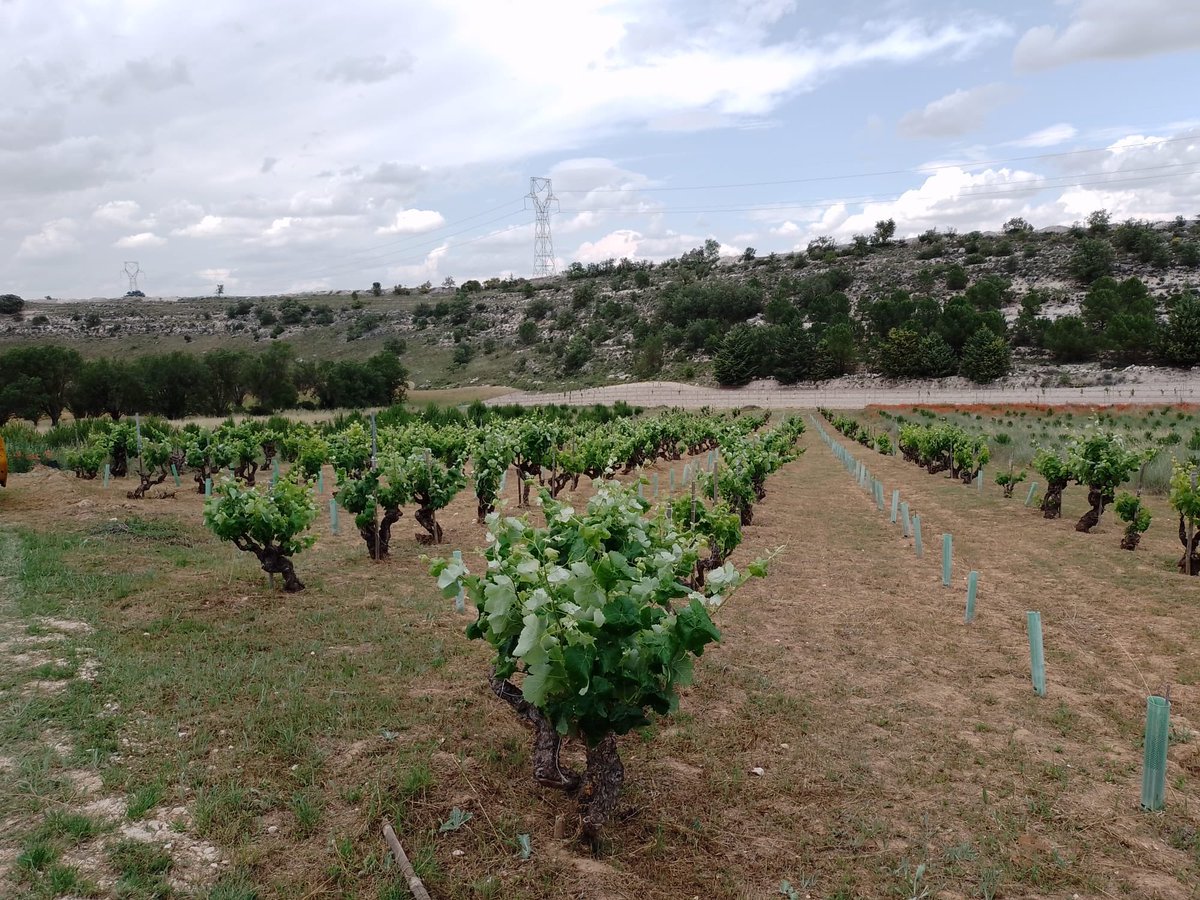 Las cubiertas vegetales son el sombrero del suelo y la microbiología. Ya no labramos desde hace dos años ninguna finca, máxime con la escasez de agua cada vez más acentuada.