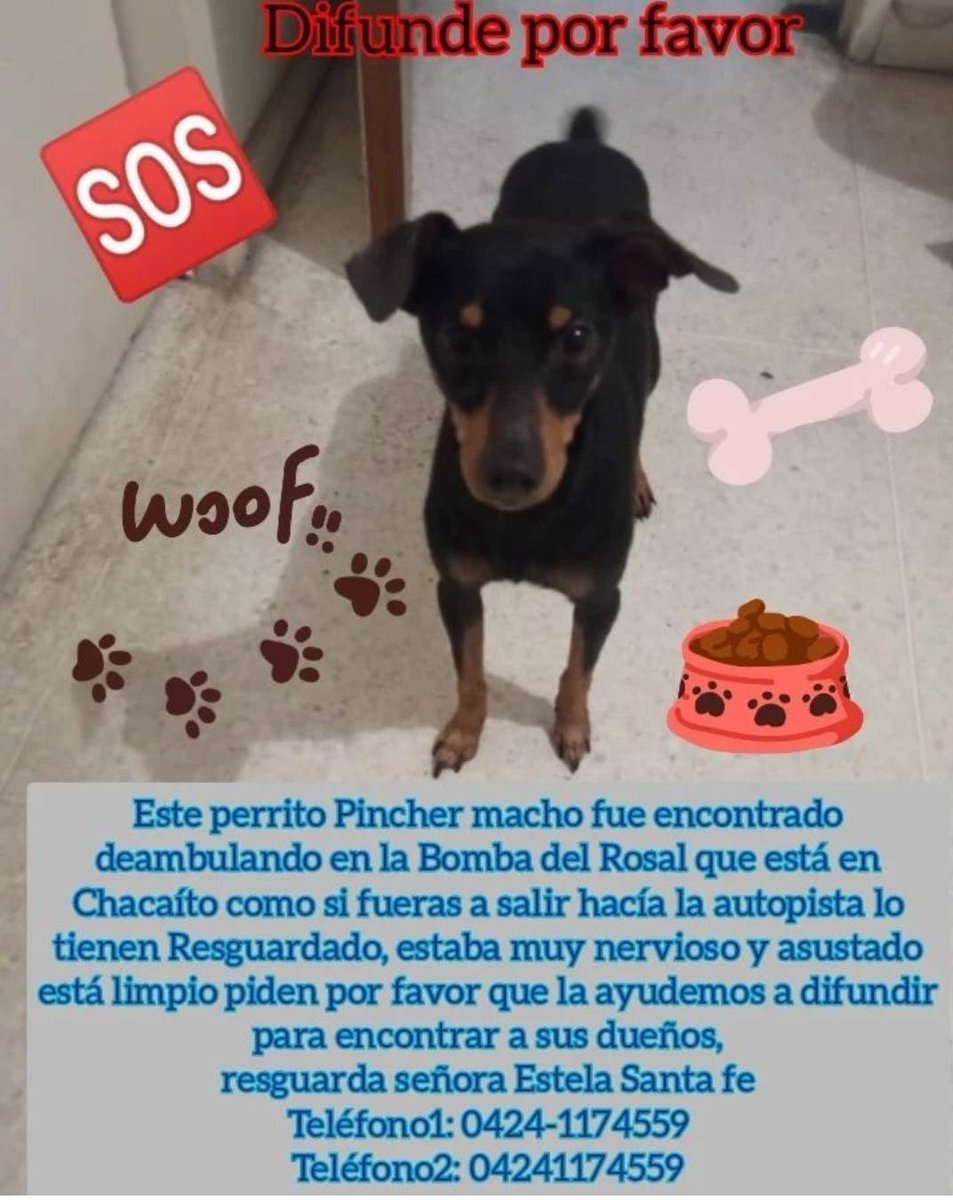 Se presume está #EXTRAVIADO El Rosal,  Caracas.