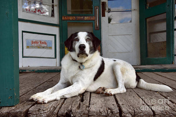 CatherineSher10's tweet photo. Dog Sitting on General Store Porch, Red Oak II #Missouri
#RedOakII is a re-creation of a Midwestern small town. A living museum, the town is home to several families who live in historic homes. #CLS #FineArtAmerica
https://t.co/k6i8vtCVLp https://t.co/TuHvXh8R7w
@FineArtAmerica https://t.co/9LsBkY0s4x