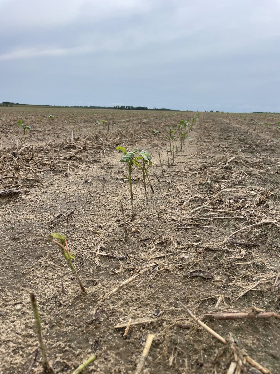 Wes Briggs tweet media