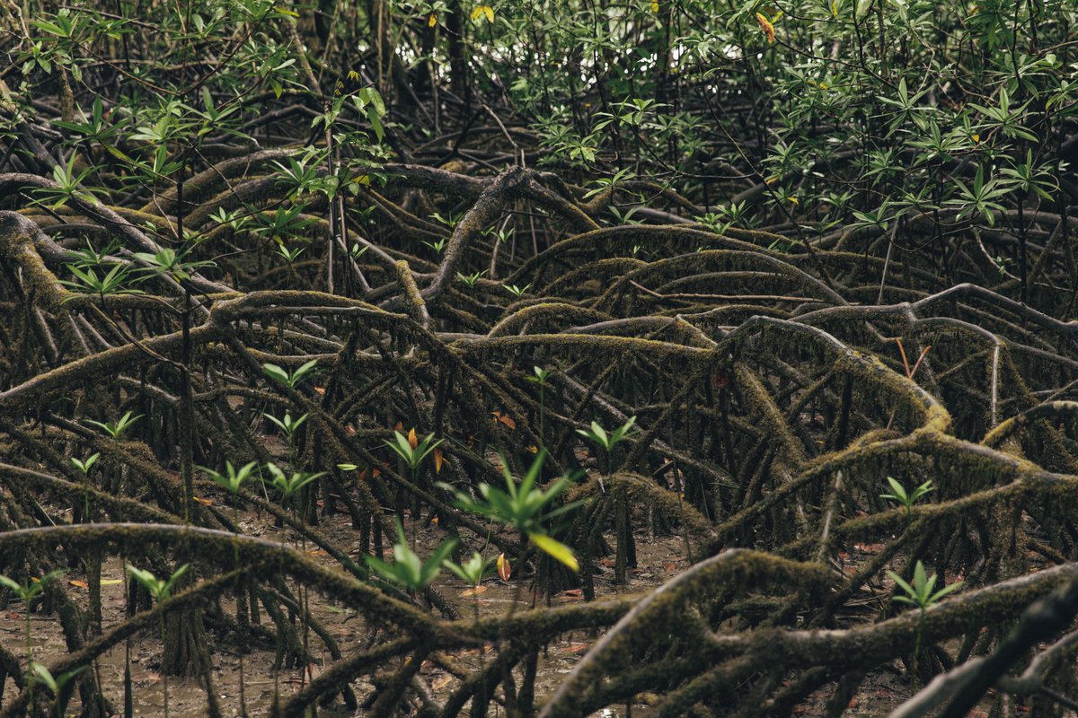 GivePowerFdn's tweet image. Photographed are Lily and Pola, who work tirelessly to provide for their families, remaining strong despite devastating deforestation and climate change.

#JoinTheCharge #GivePower #Colombia #Rainforest