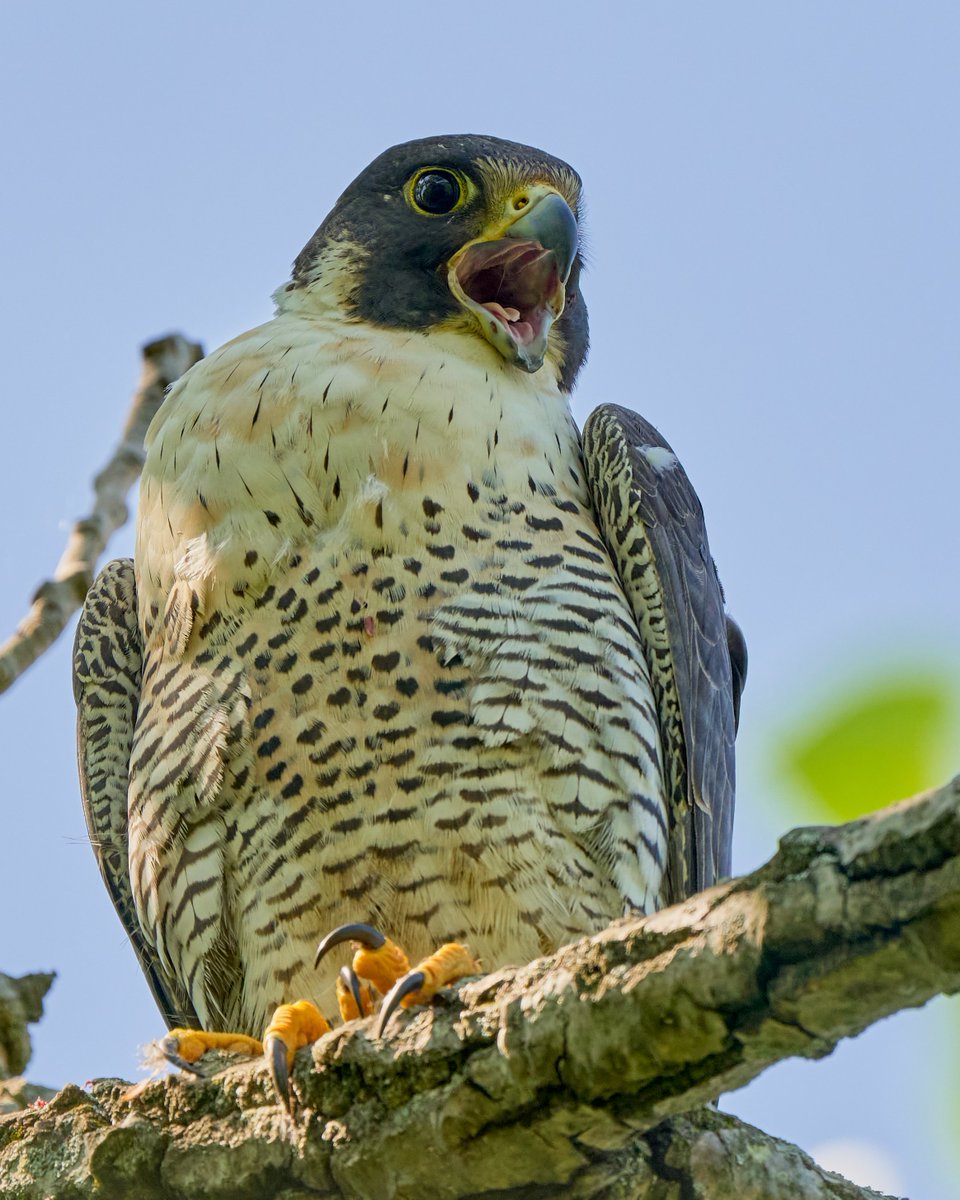 It was a falcon great day today! #BirdsOfTwitter #birdphotography