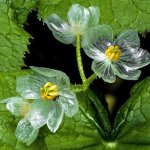 透明の花？!低温高湿状態になると、花びらが透けることがあるサンカヨウがキレイ!
