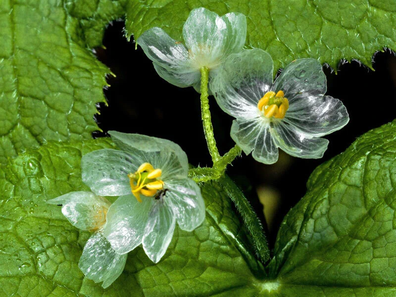 透明の花？！低温高湿状態になると、花びらが透けることがあるサンカヨウがキレイ！