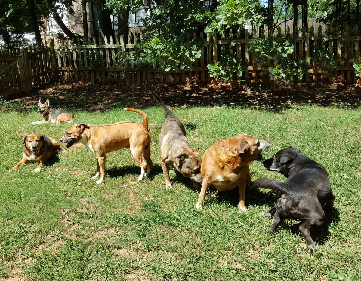 Today in 2018 🥰 Missing their rambunctious joy so much. I'd give anything to go back. Best years of our lives.

🐾 🌈Duke, 🌈Hooch, 🌈Kane,
🌈Speedy, 🌈Spock & Posey Mae
(right to left)

#DogsofTwittter #RescueDogs #SeniorDogs #DogsAreFamily #loveneverdies