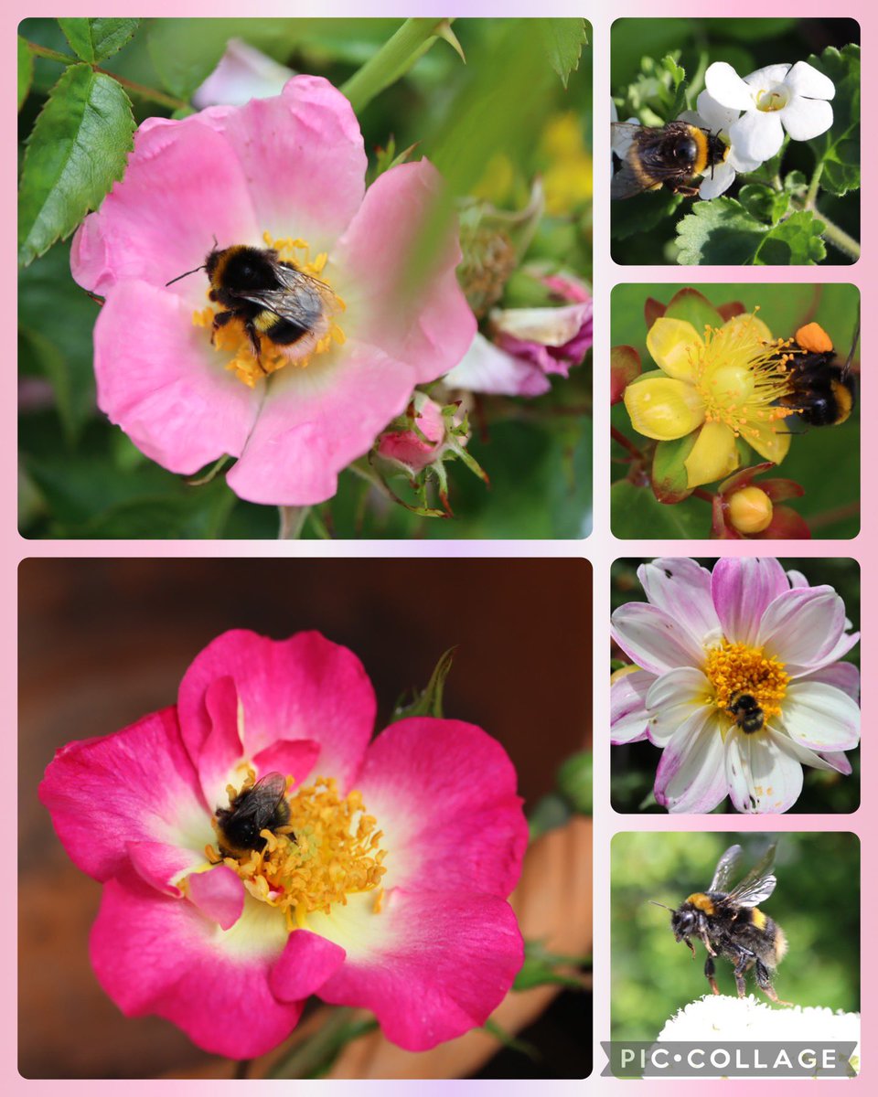 Today in the garden after the rain, out came the bumblebees …how joyful 🐝🌞💦🌞🐝#GardensHour #NationalInsectWeek