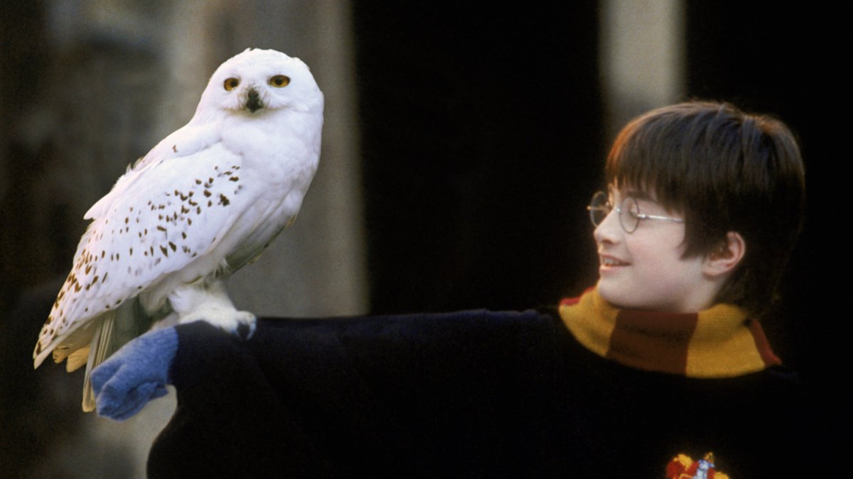 EiProfeta's tweet photo. Te amo saga Harry Potter, podría verte mil veces y nunca me cansaría. https://t.co/SfKuLDJ7EC
