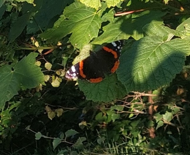 Spotted a #RedAdmiral #VanessaAtalanta #Butterfly on our #TrailRun tonight on #CorstorphineHill #Edinburgh