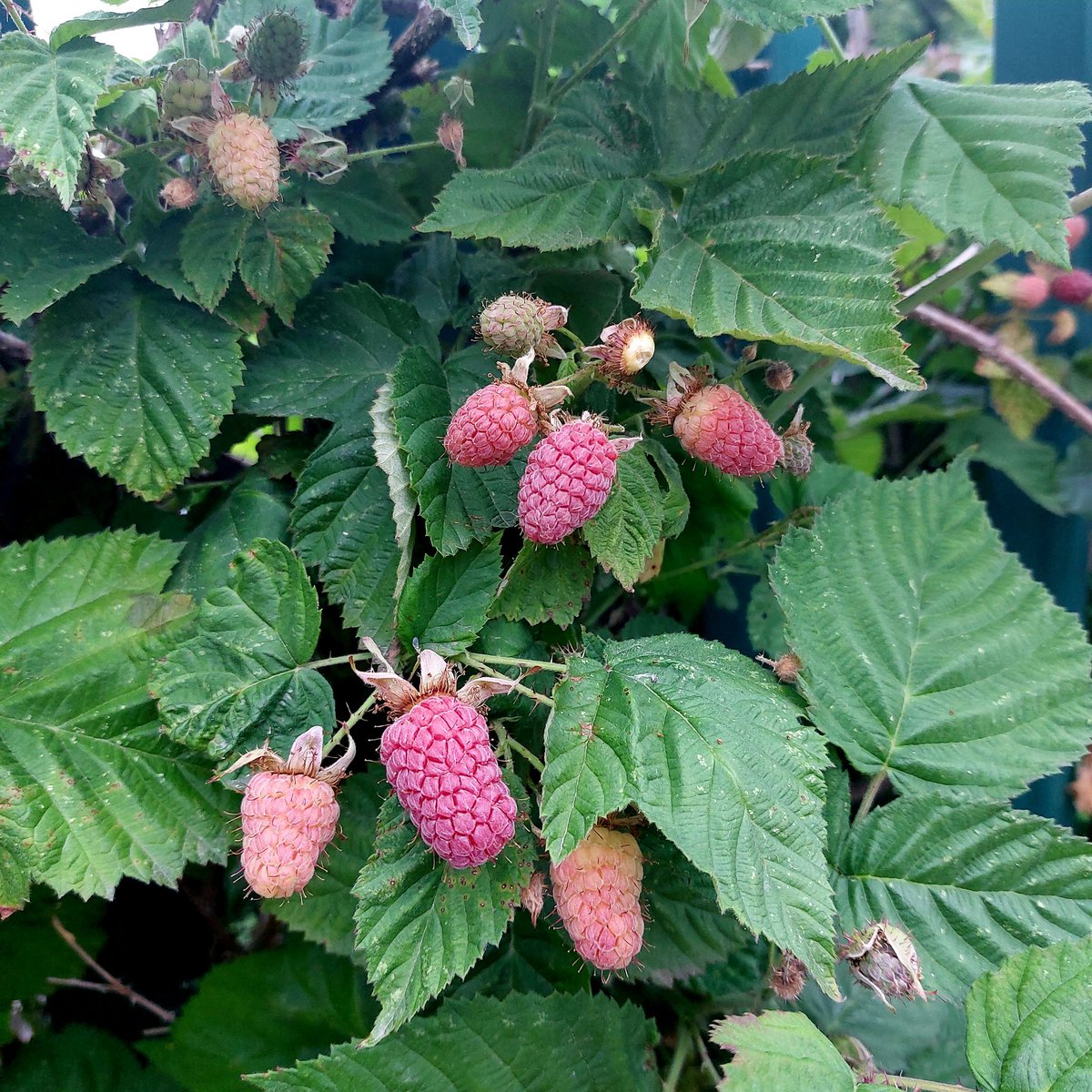 I'm dreaming ideas of Berries and cream 💭💭💭😍
#GardensHour #GardeningTwitter #growyourown #foraging