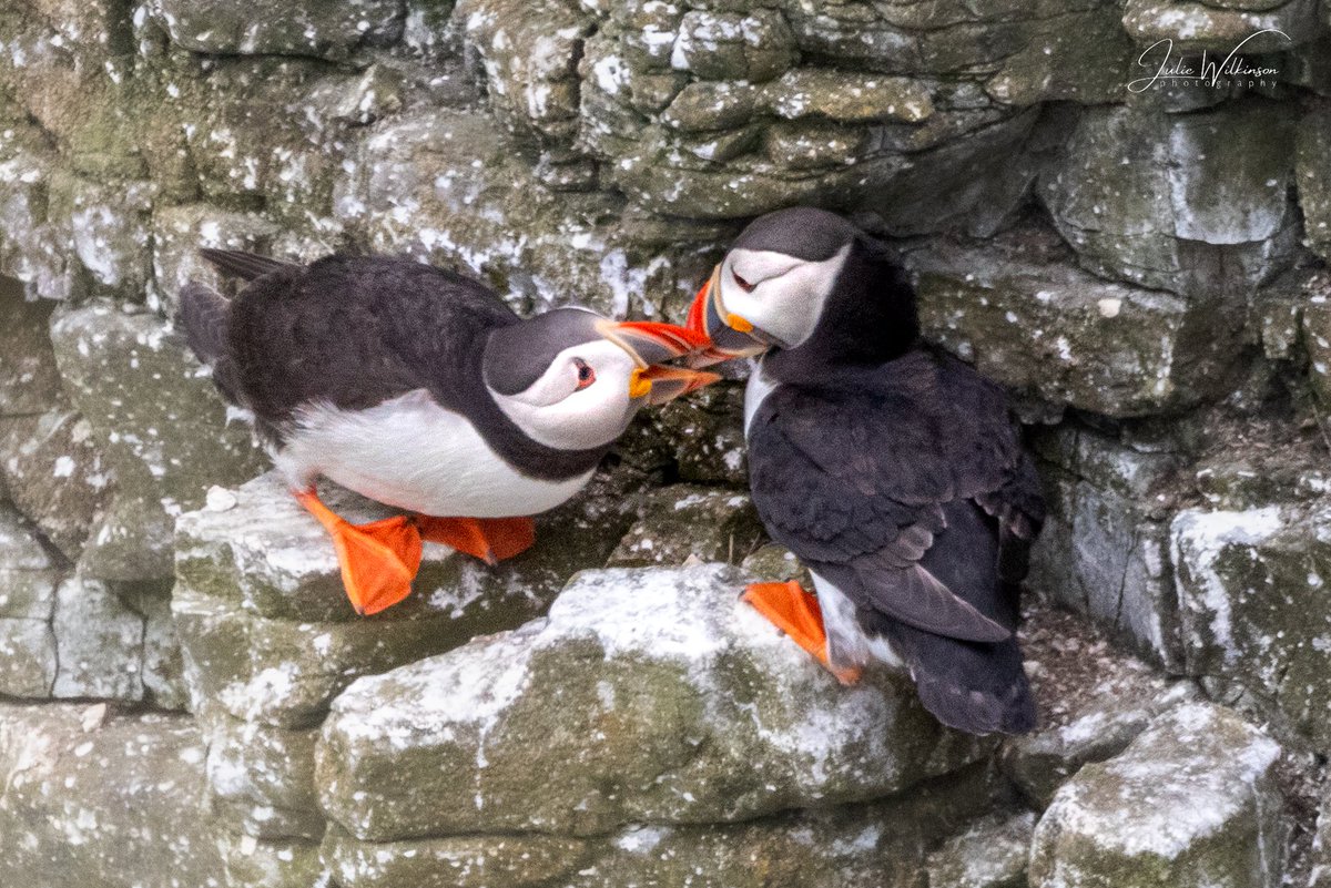 Puffin love! ❤️ #puffin #birdsseenin2023 #TwitterNatureCommunity #TwitterNaturePhotography #BirdsOfTwitter #birdphotography #birdwatching #rspb_love_nature #bbcspringwatch #BBCWildlifePOTD