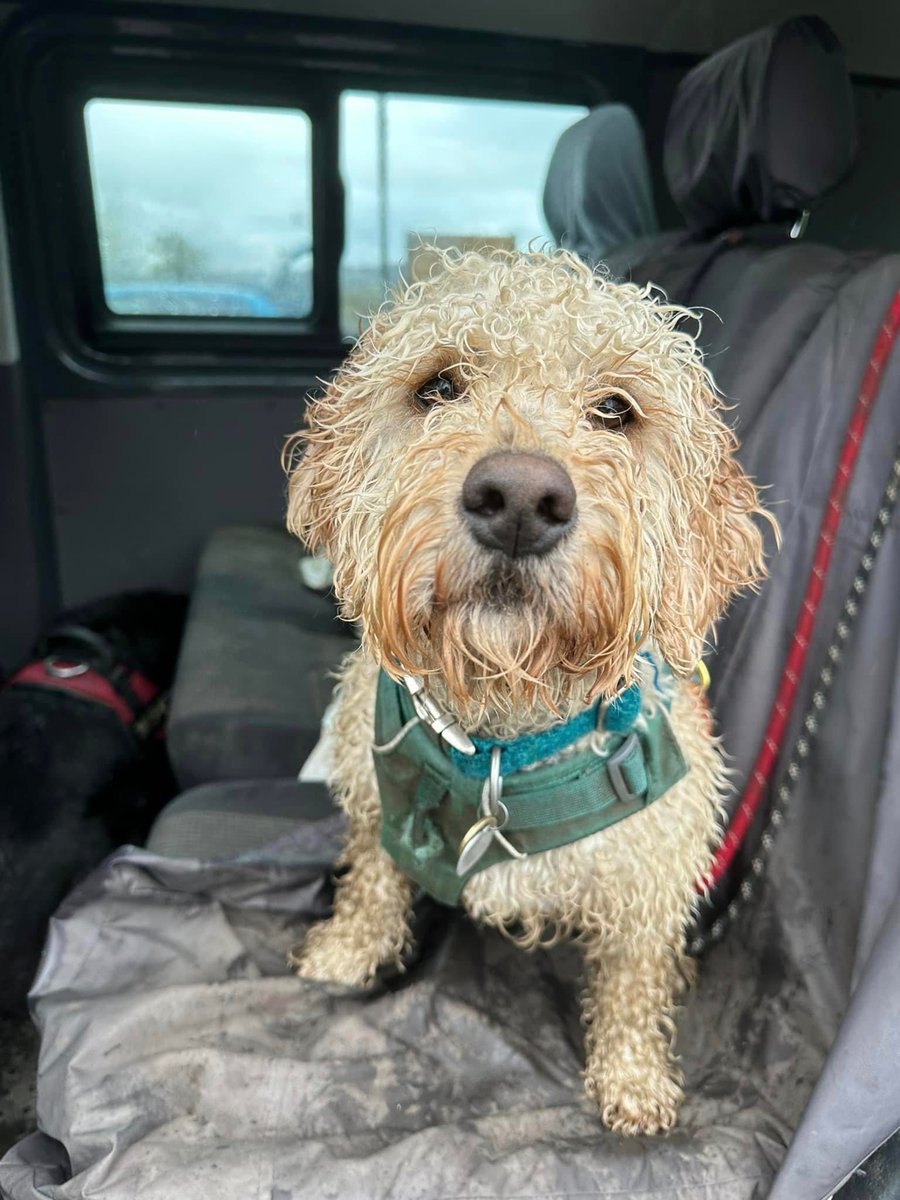 rosiedoc666's tweet photo. THANK YOU EVERYONE WHO JOINED IN FOR BOB
LETS HOPE WE HAVE MADE LOCALS AWARE HES MISSING
THESE ARE PHOTOS WHERE HE LOOKS SO DIFFERENT IN EACH ONE
#findBob missing 15/6/23 7.25am SPOOKED BY ANOTHER DOG
Bobs a #therapydog AND NEEDED HOME his owner OLIVER IS π
#corbridge π https://t.co/6qc7I7Y4cK