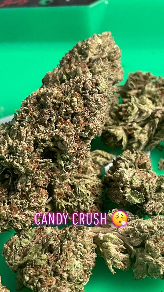 Candy 🍭 Crush 😻 Coming across a Good Outdoor Strain is not too common. But this right here ✨ Blazed #mintdispensary #oregonweed 
#420Life #smokeweedeveryday #ganja #maryjane #candycrush #candycrushstrain #girlswhosmoke #blazeitup #cannabisculture #CannabisCommunity #marijuana