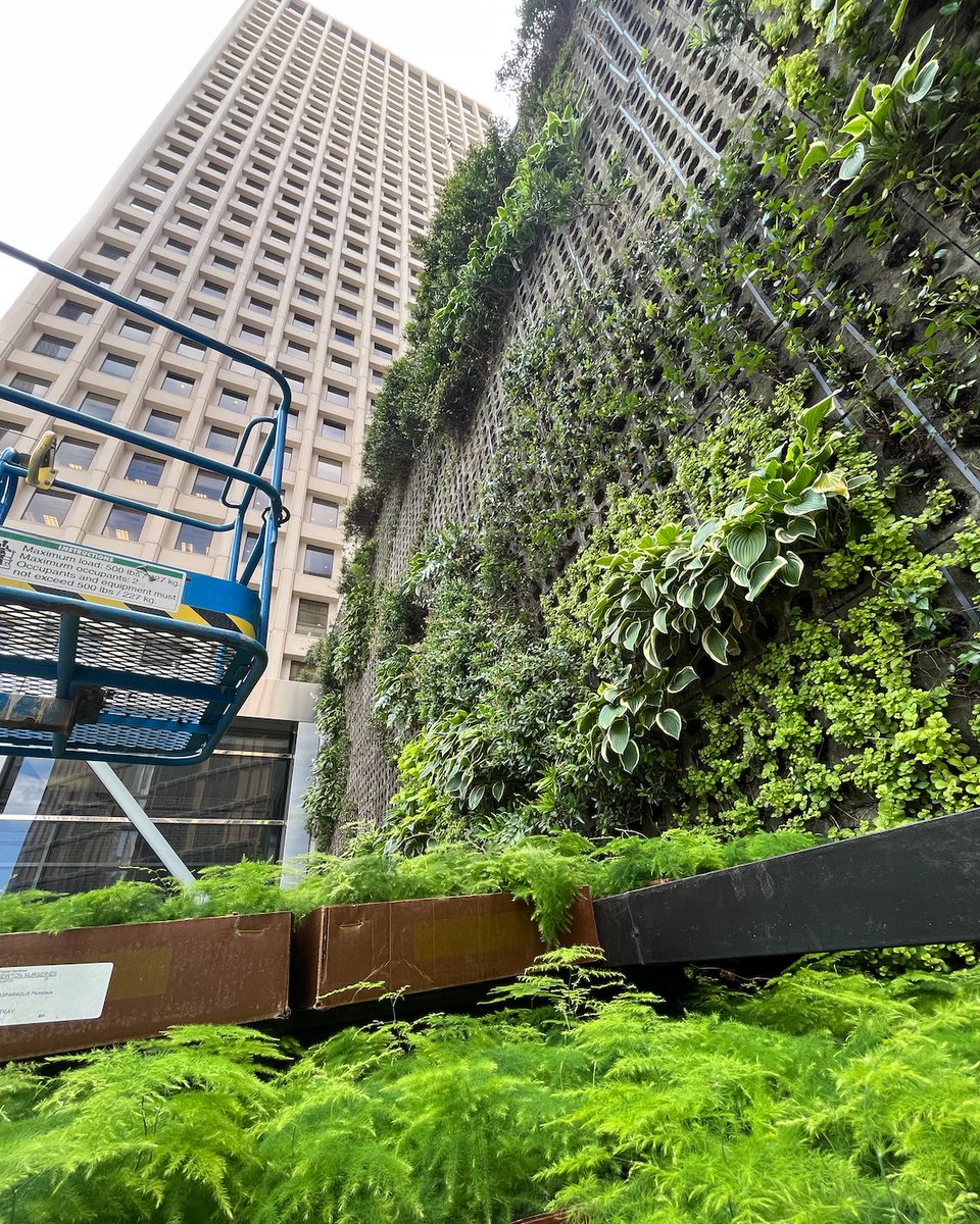 Sneak peek of the C.Baldwin Hotel outdoor living wall installation 🌿🤫Stay tuned for the reveal!✨ #NaturaHQ #Behindthescenes #Growtogether