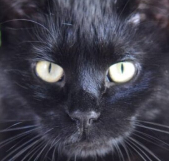 El gato sigue con atención la conversación que mantengo con la viajera. Pendiente de todos nuestros movimientos. Cada vez que la mujer toca la mochila que tiene a su lado, el gato bufa, y hace lo mismo si descubre que yo la estoy mirando. Me empieza a poner muy nervioso>>>
