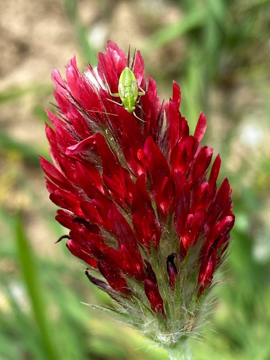 Many clovers are devilishly difficult to tell apart. But not this one! This fiery flower is Crimson Clover (Trifolium incarnatum subsp. incarnatum) in farmland near Lostwithiel, Cornwall. 

Can you spot a little friend? 🥹