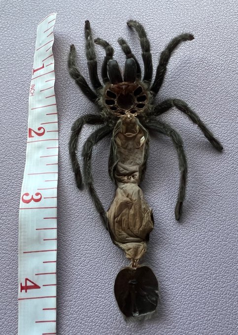 My G. Pulchra molted 🖤 I&rsquo;m a proud mother https://t.co/S62xl6Bm0M