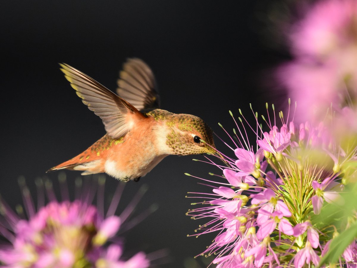 Partnerscapes's tweet image. Join us in celebrating Pollinator Week!!  

Photos by U.S. Fish and Wildlife Service.  #Pollinatorweek2023, #Partnerscapes,