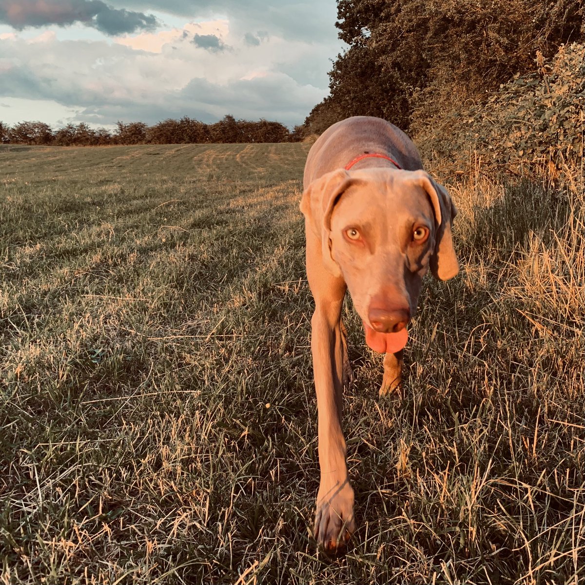 WillowWeimar's tweet photo. Evening walls are the best #dogsoftwitter https://t.co/F2qCWgdPOB