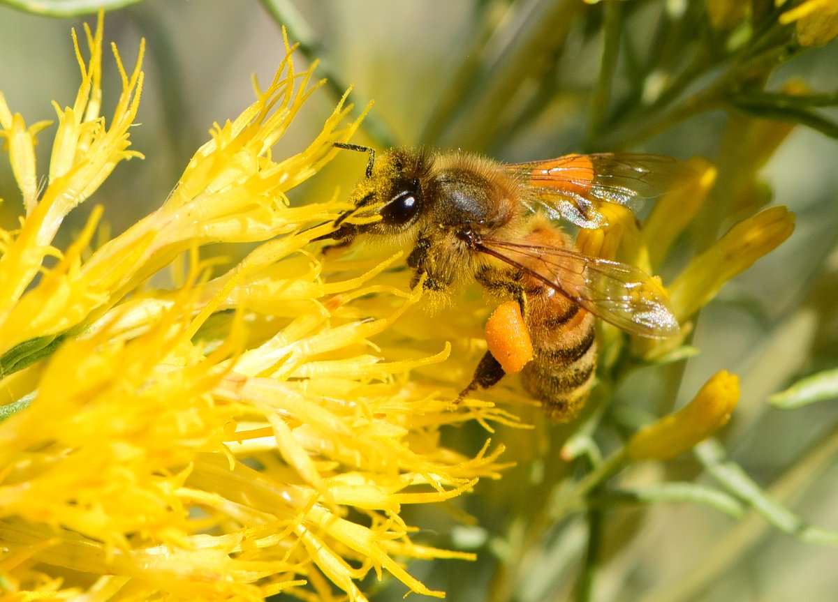 Partnerscapes's tweet image. Join us in celebrating Pollinator Week!!  

Photos by U.S. Fish and Wildlife Service.  #Pollinatorweek2023, #Partnerscapes,