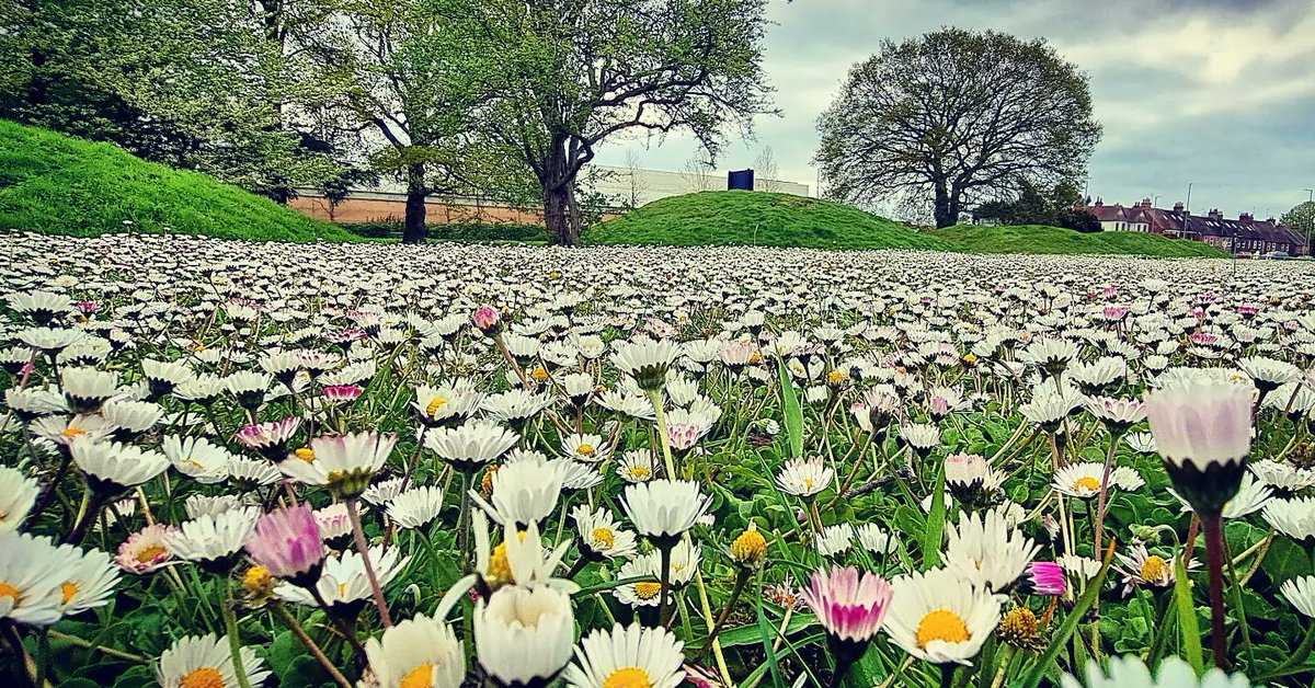 JoAtherton's tweet photo. #SixHills is the largest surviving group of #RomanoBritish #burialmounds in England. The enduring existence of these sleeping #tumuli in the midst of modern life is astounding. Find them today between timescapes; constricted on a grassy archipelago in #Stevenage town centre https://t.co/bvXXjF1HTI