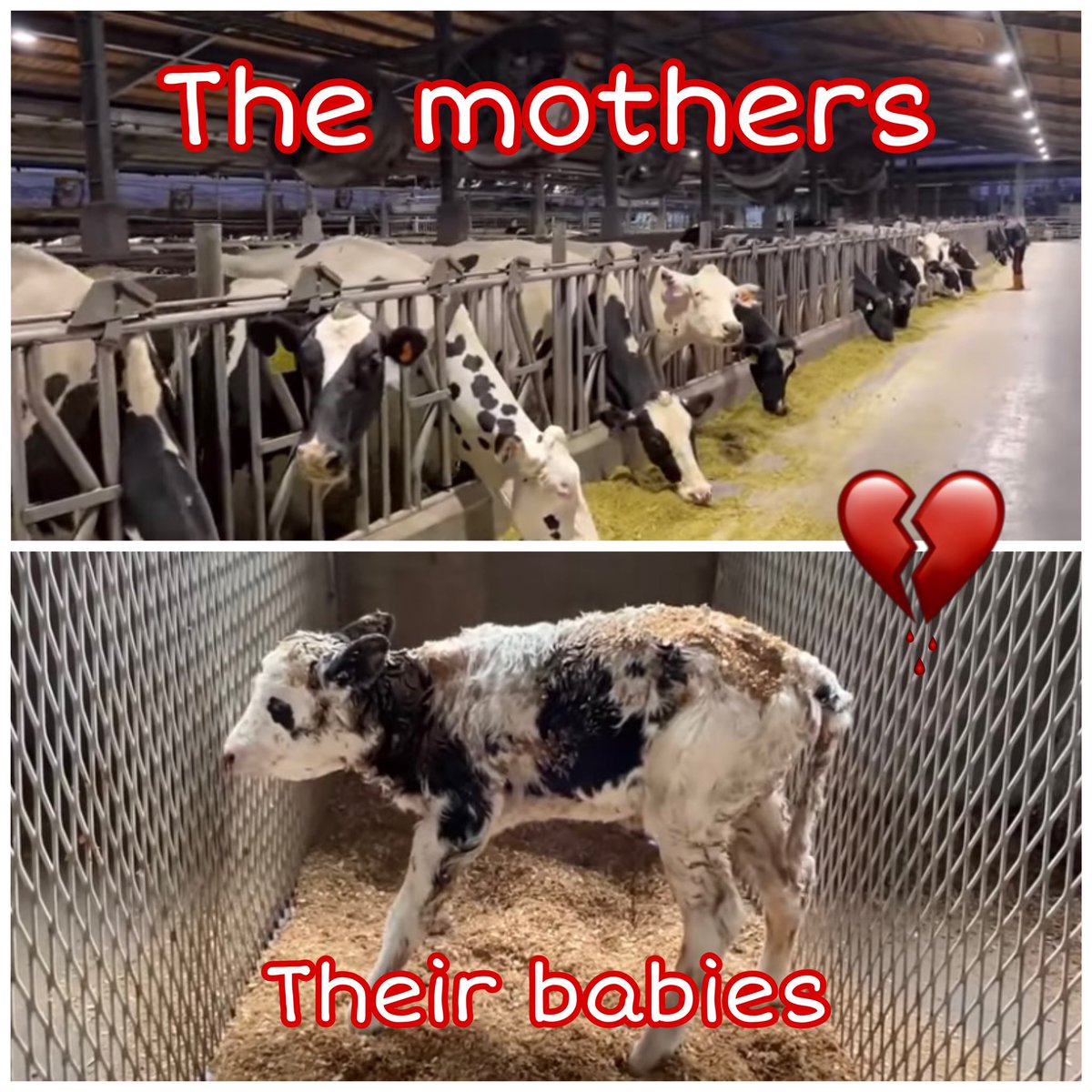 #stopfactoryfarming #freedom 
#EndTheCageAge #ClimateEmergency 
#ThisIsDairy 
The only ones paying the real price for milk are the cows and their babies , think before you buy 🙏🏻 #TryVegan try respect….