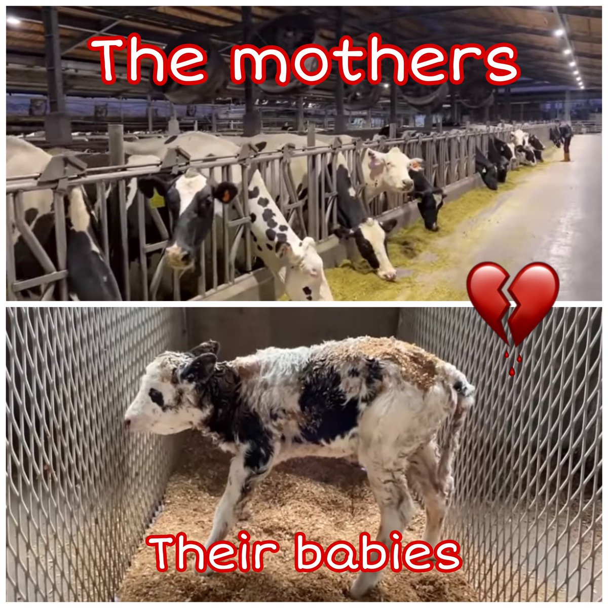pleasedonotbend's tweet image. #stopfactoryfarming #freedom 
#EndTheCageAge #ClimateEmergency 
#ThisIsDairy 
The only ones paying the real price for milk are the cows and their babies , think before you buy 🙏🏻 #TryVegan try respect….