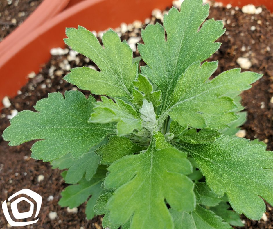 bloomingardener's tweet photo. It might be the first day of summer, but our minds are on our Fall Mum babies! They're growing!! π± #thebloomingardener #fallmums #timetogrow #localgreenhouse #wegrowourown #mumstheword #thebabiesaregrowing #wherenaturesnurtured #mums #YQG #oldcastleontario https://t.co/AGuCGI2E8F
