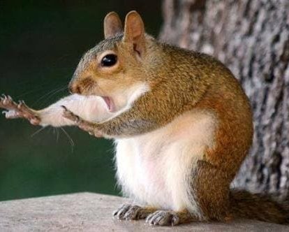 Noah_lol1004's tweet image. If I was the ruler, I would have won, but it's a pity.
I must do better. 
You did better than me today.
I will definitely win you next time
@Hanssama