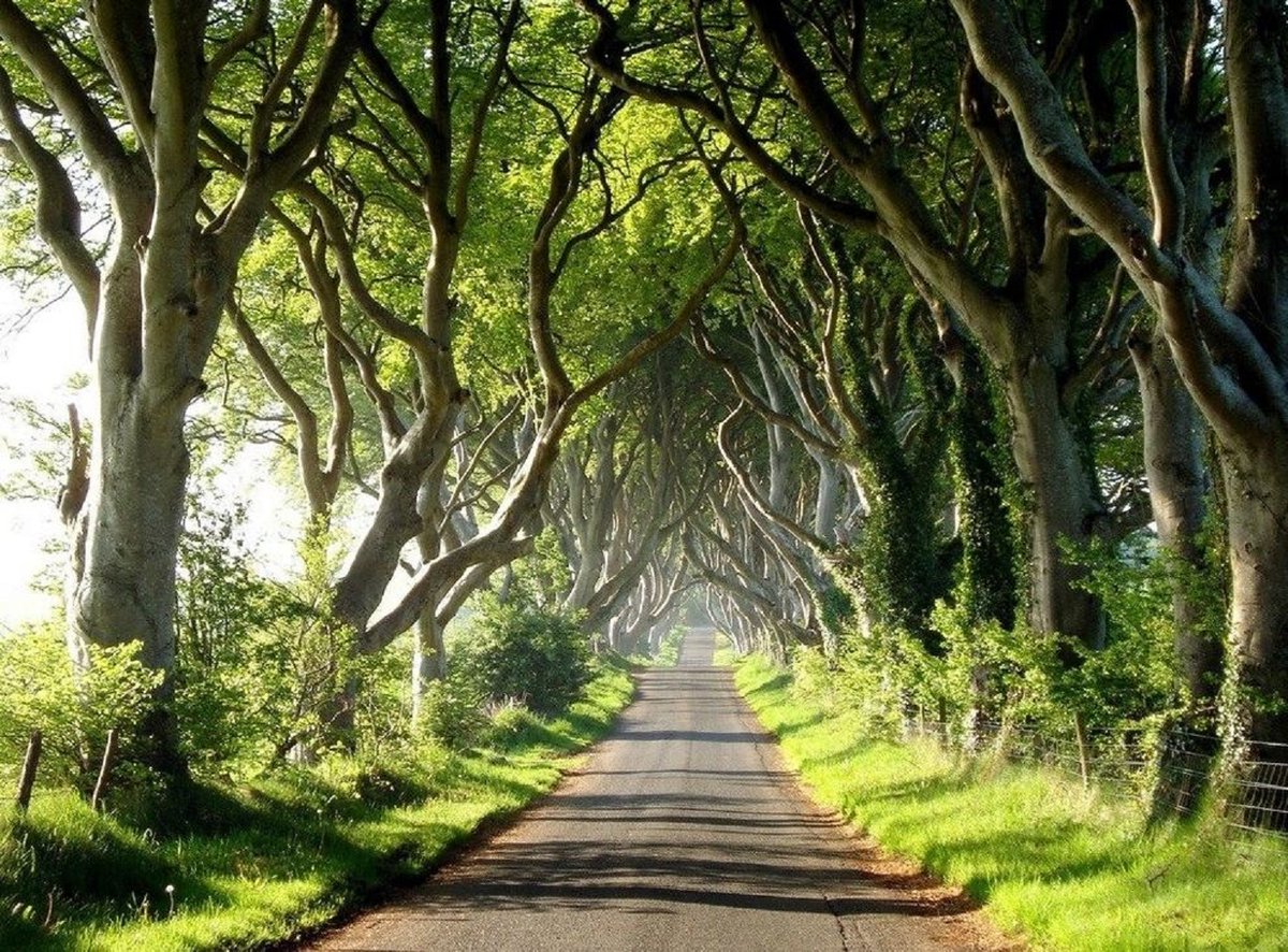 A stunner if there ever was one. Dark Hedges tree tunnel, County Antrim, Northern Ireland. NMP.