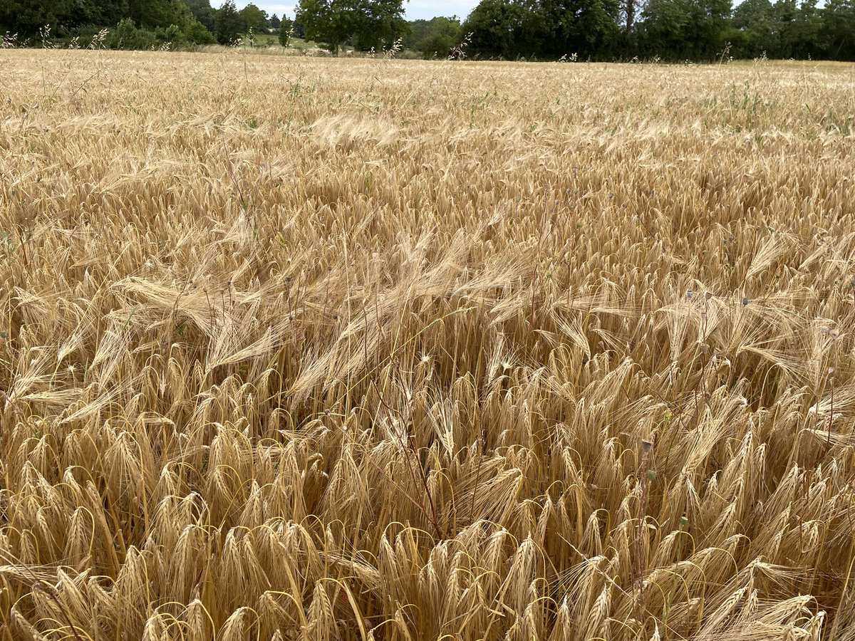 BrasserieFrance's tweet image. 🍺 Merci à nos voisins de l’Ain @aestiv pour ce début #moisson2023 de l’#orge d’hiver, joyau pour nos futures #bières, avec une belle qualité en perspective. 😊
@BrasseursFrance @SNBI_fr