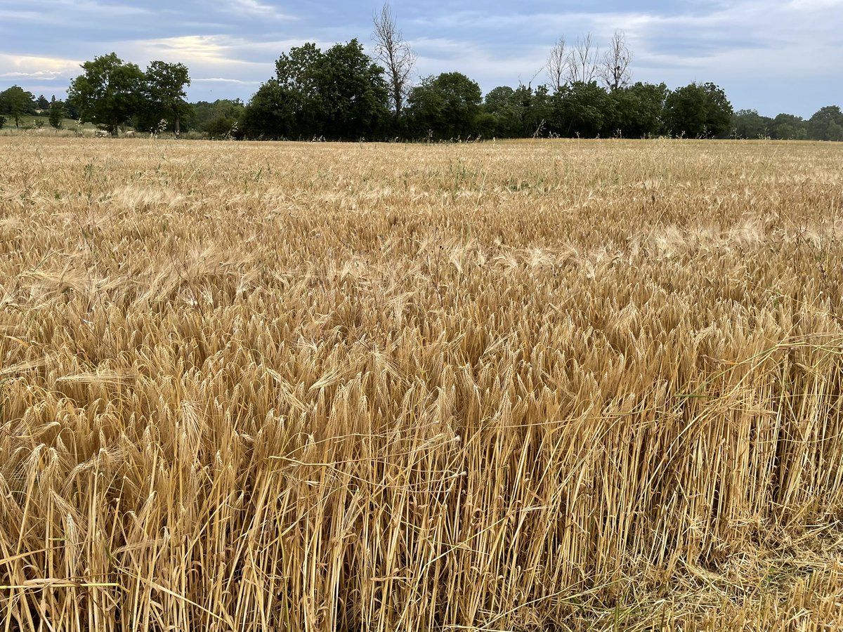 BrasserieFrance's tweet image. 🍺 Merci à nos voisins de l’Ain @aestiv pour ce début #moisson2023 de l’#orge d’hiver, joyau pour nos futures #bières, avec une belle qualité en perspective. 😊
@BrasseursFrance @SNBI_fr